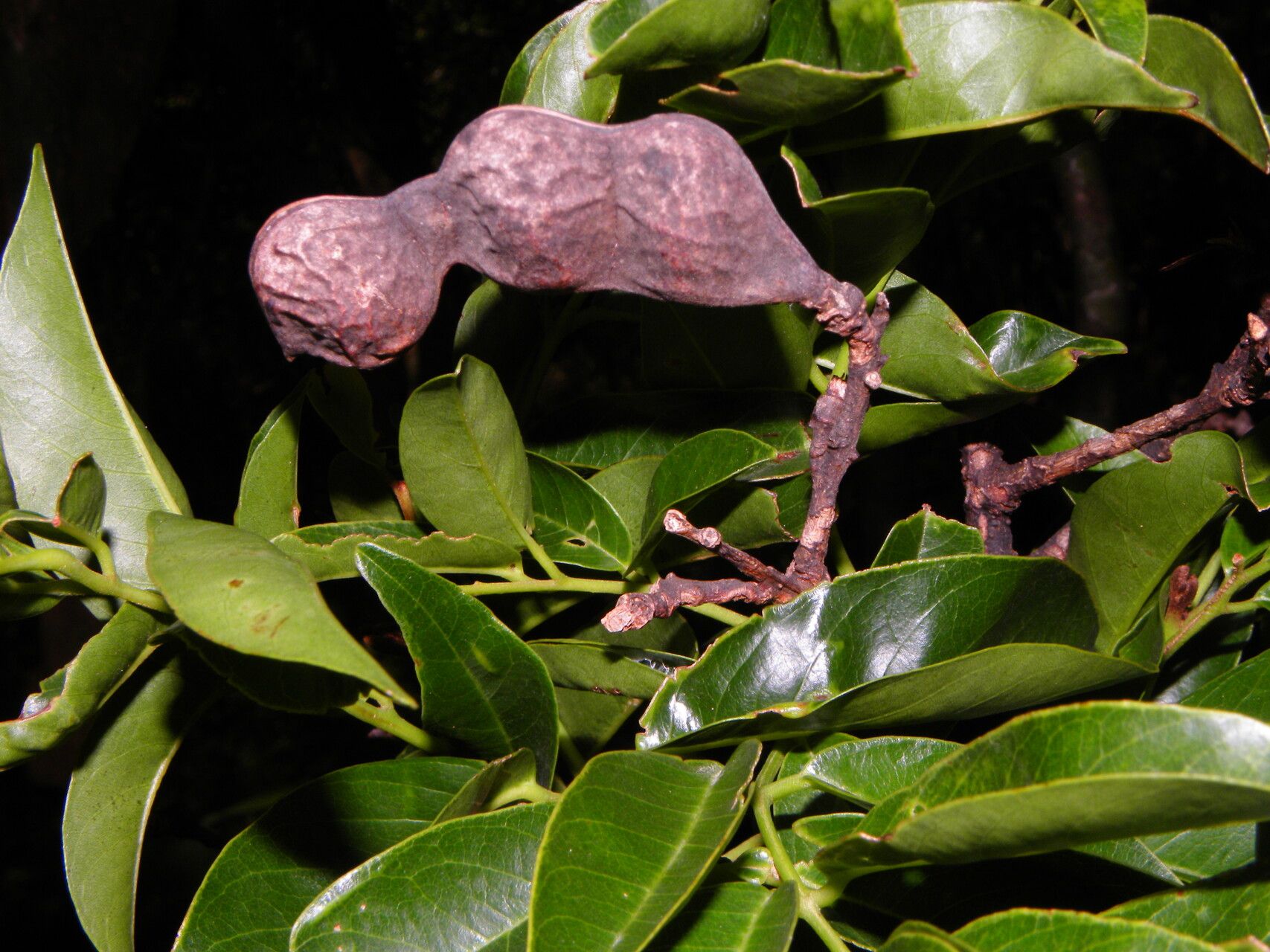 Ormosia cruenta fruit