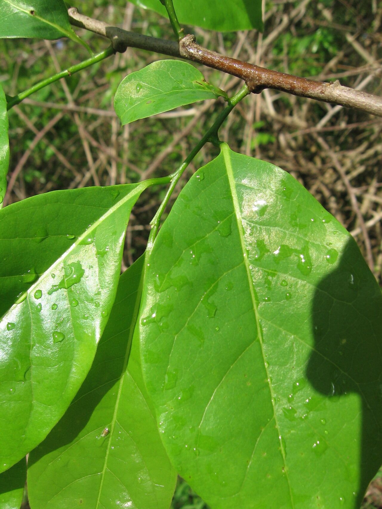 Artabotrys brachypetalus leaf