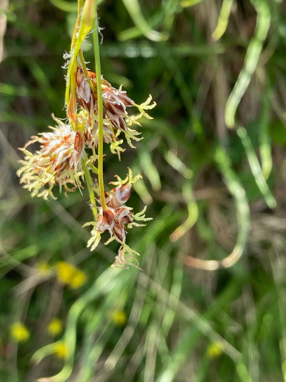 Luzula pediformis flower
