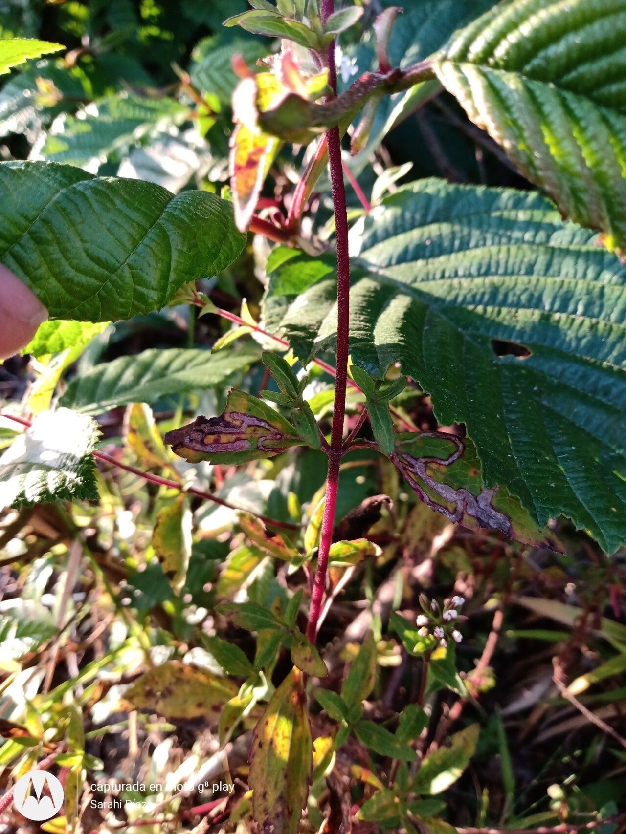 Stevia ovata — houseplant care guide