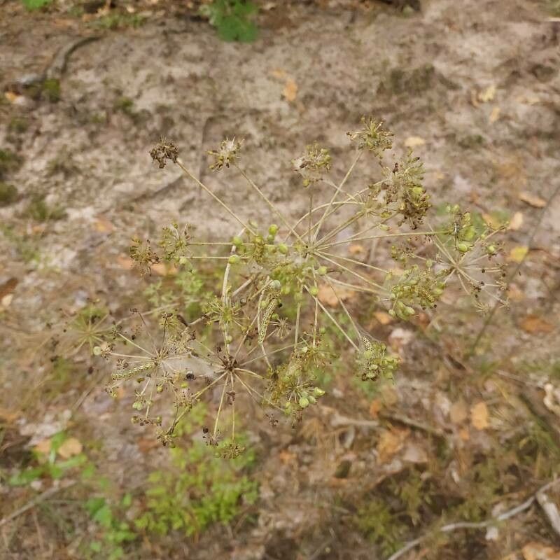 Peucedanum oreoselinum fruit