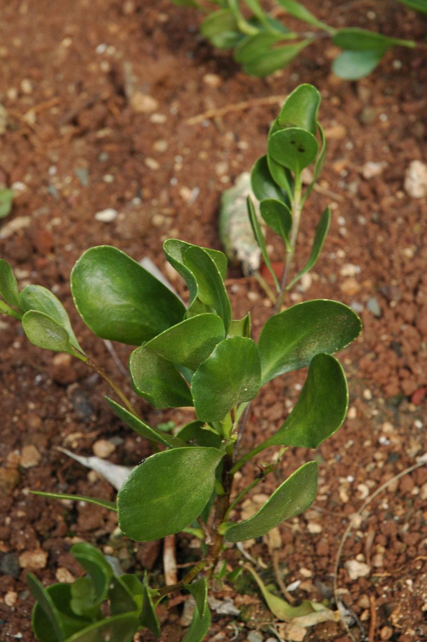 Scaevola coriacea — search result for 'Scaevola'