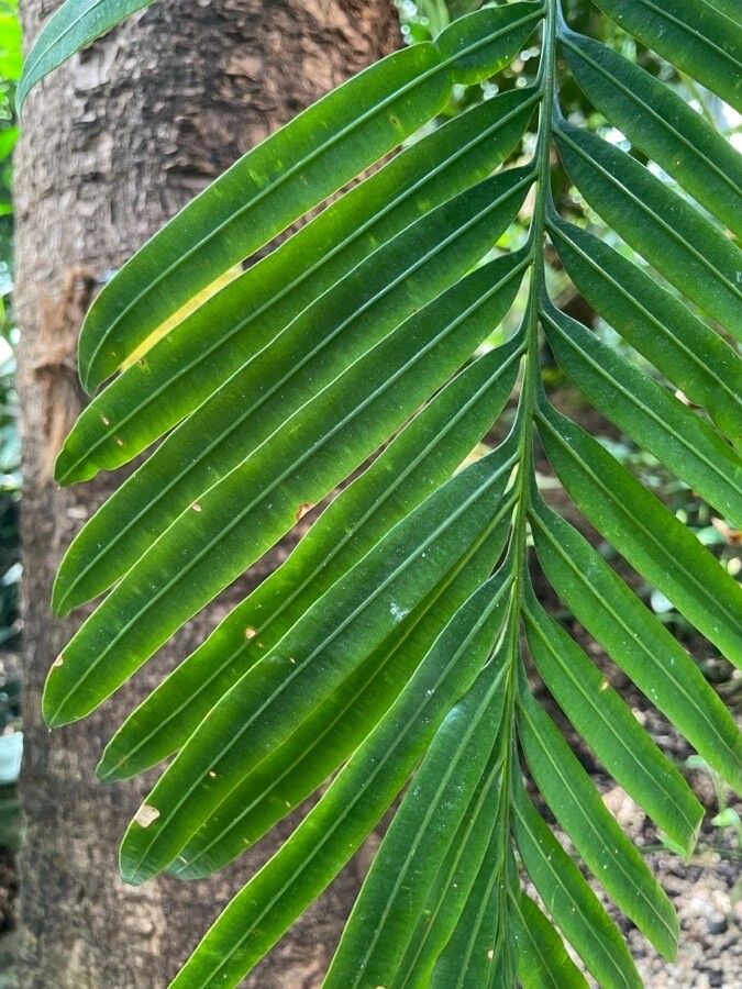 Cycas zeylanica leaf