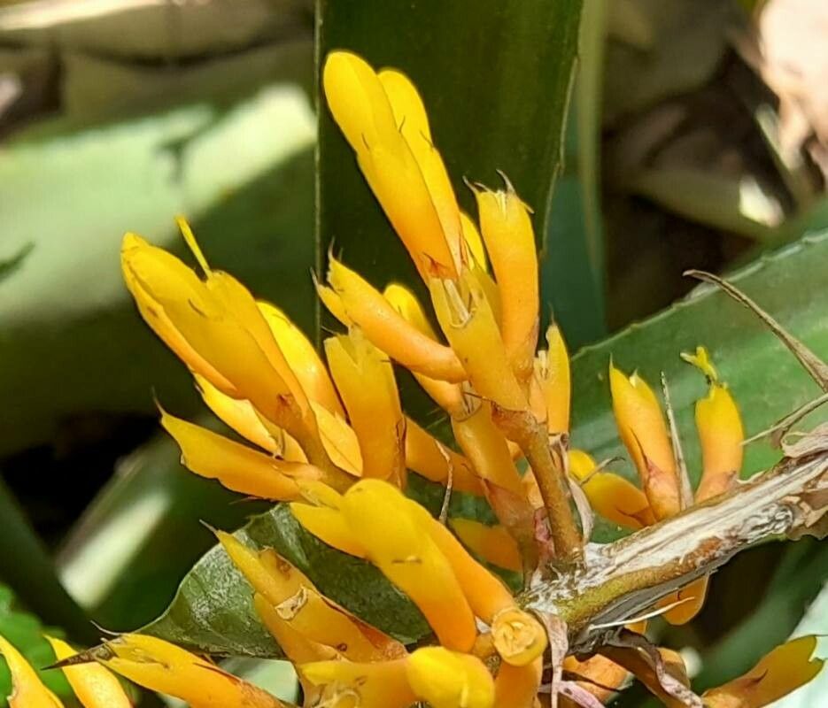 Aechmea caudata flower