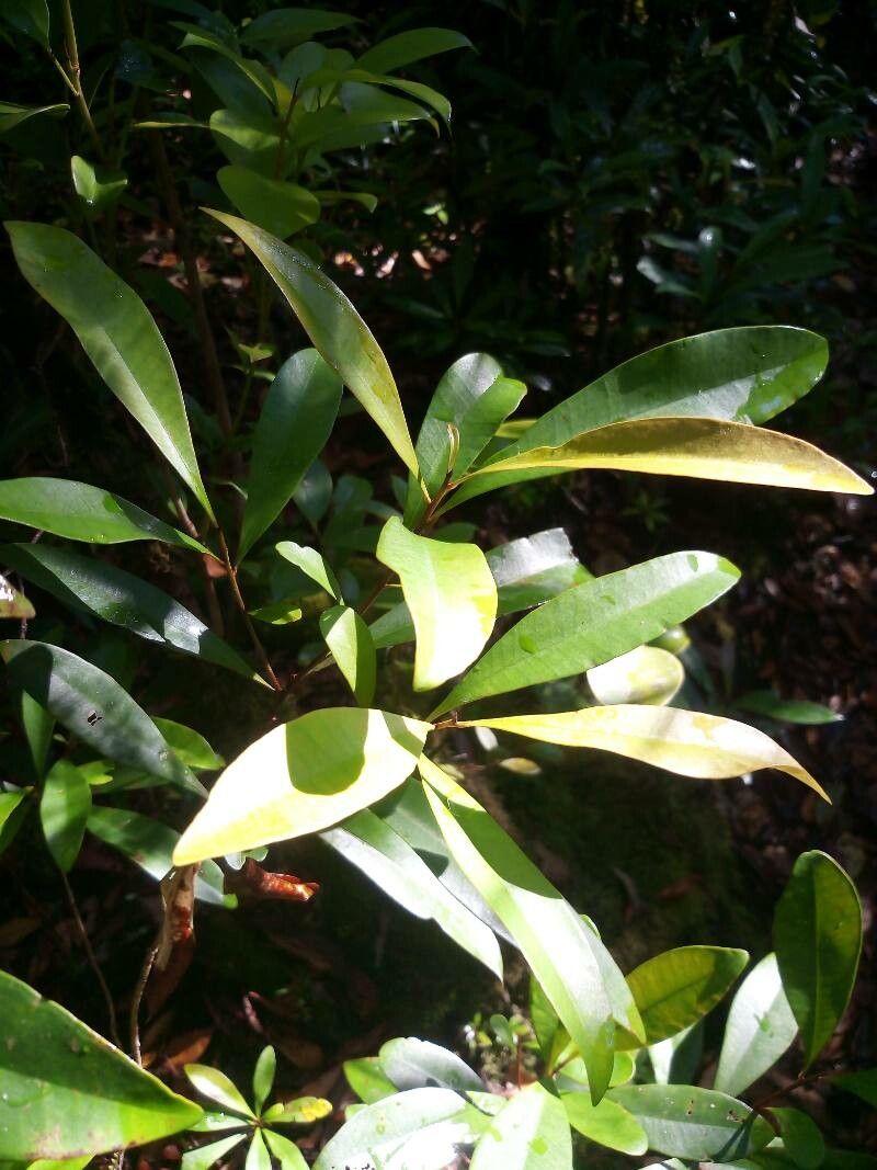 Tristaniopsis obovata — houseplant care guide