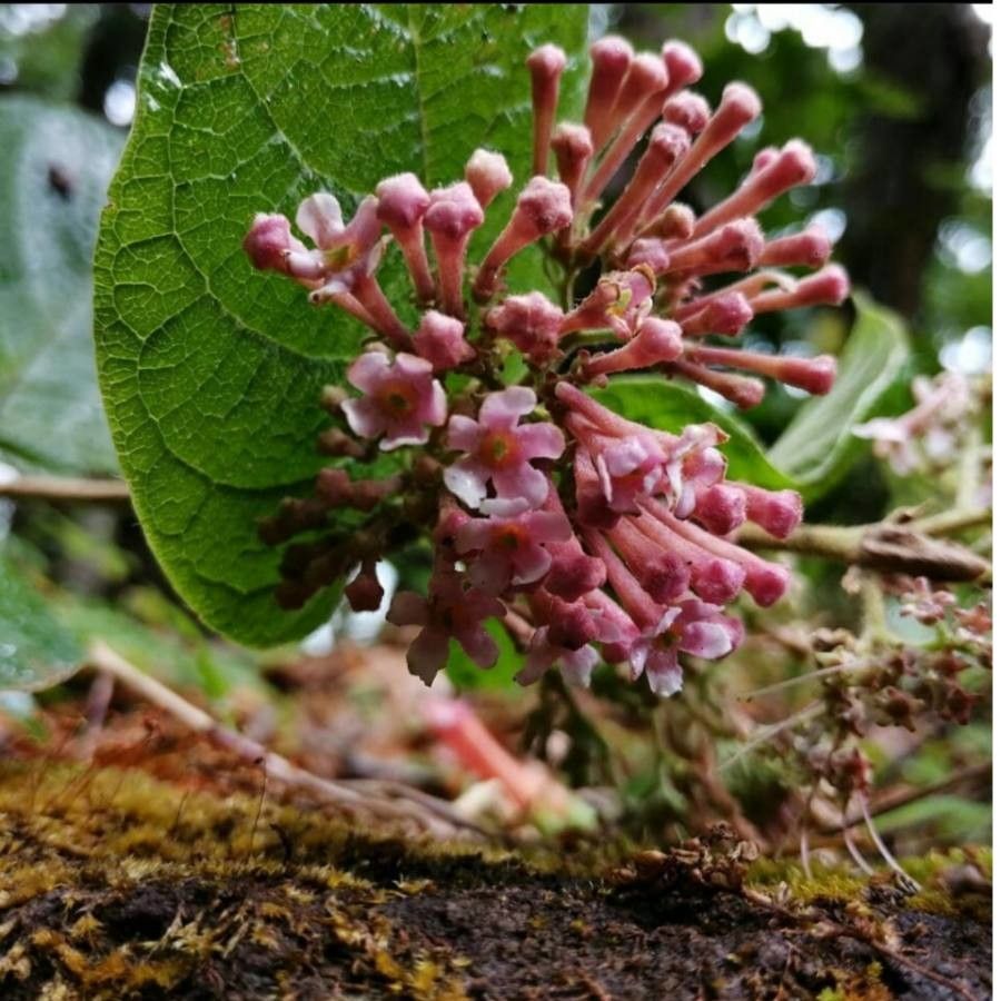 Rogiera amoena flower