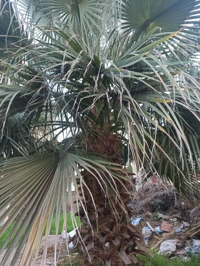 Sabal palmetto flower