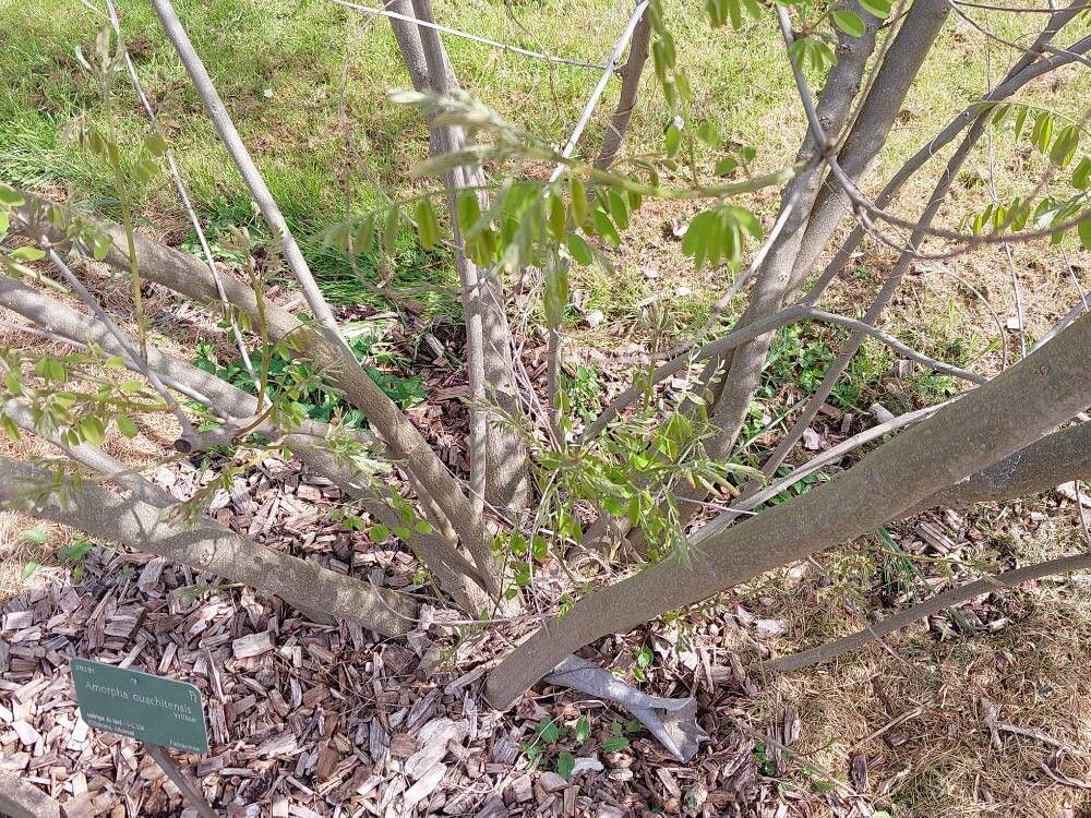 Amorpha ouachitensis bark
