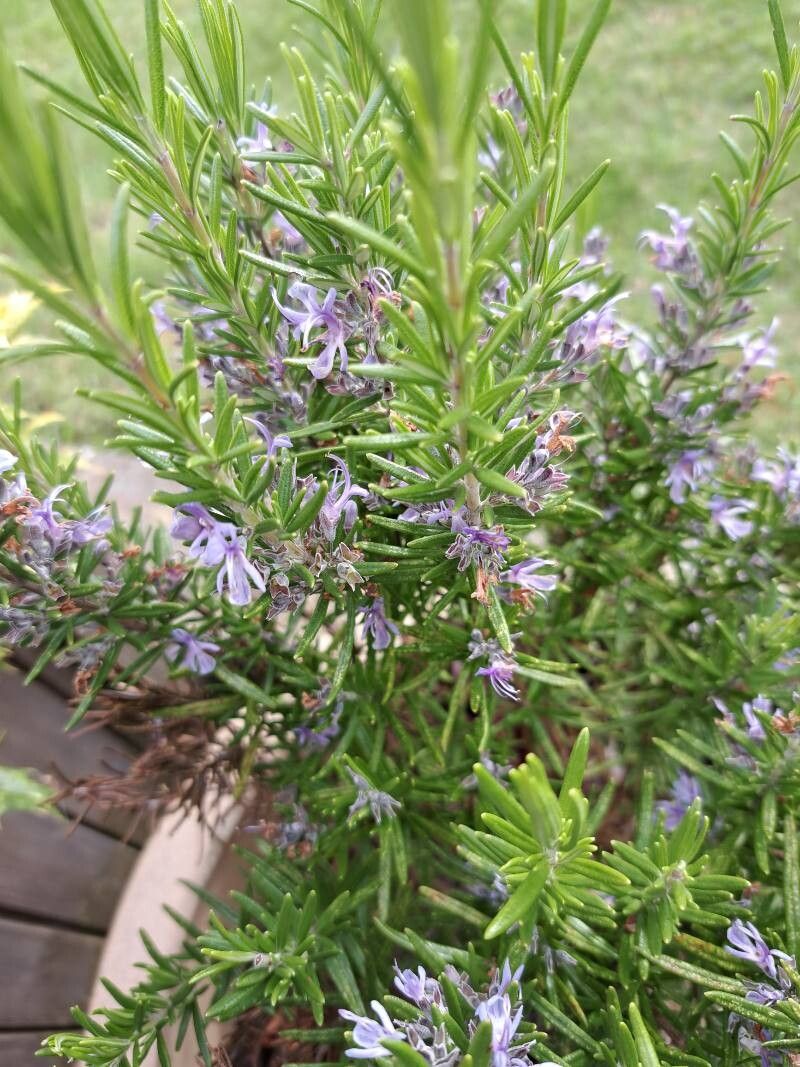 Salvia jordanii flower
