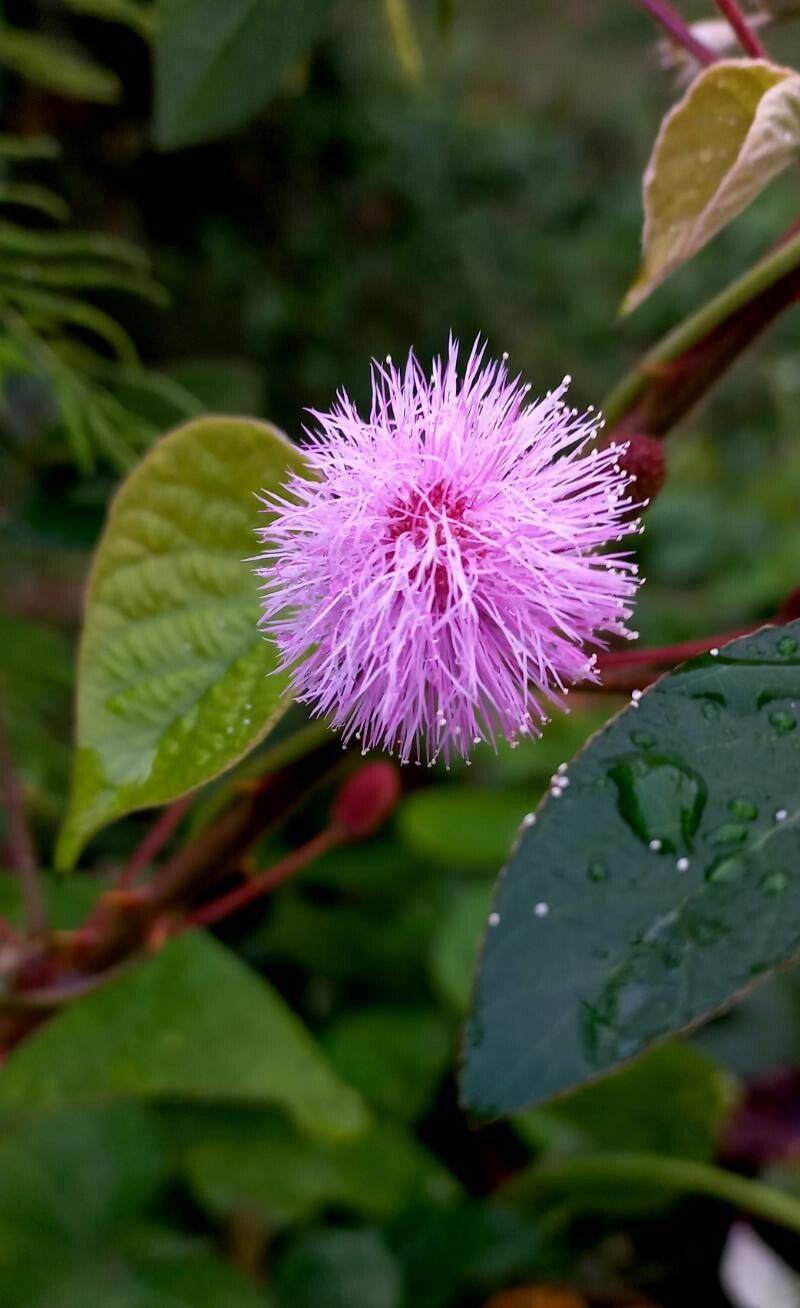 Mimosa albida flower