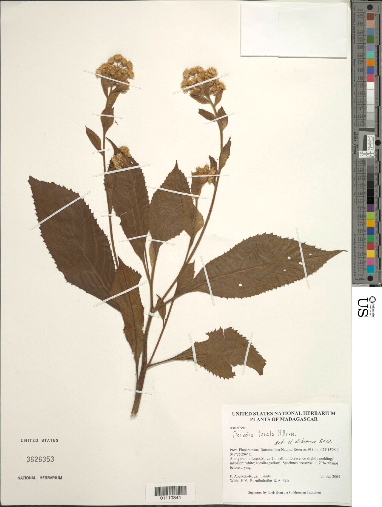 Psiadia tanala — houseplant care guide