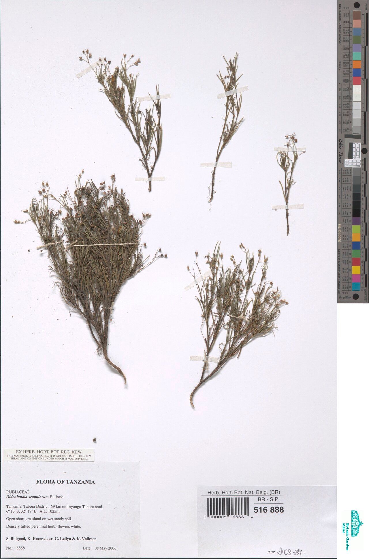 Oldenlandia scopulorum — houseplant care guide