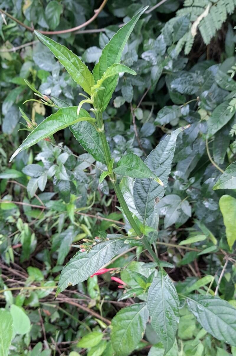Ruellia angustiflora habit