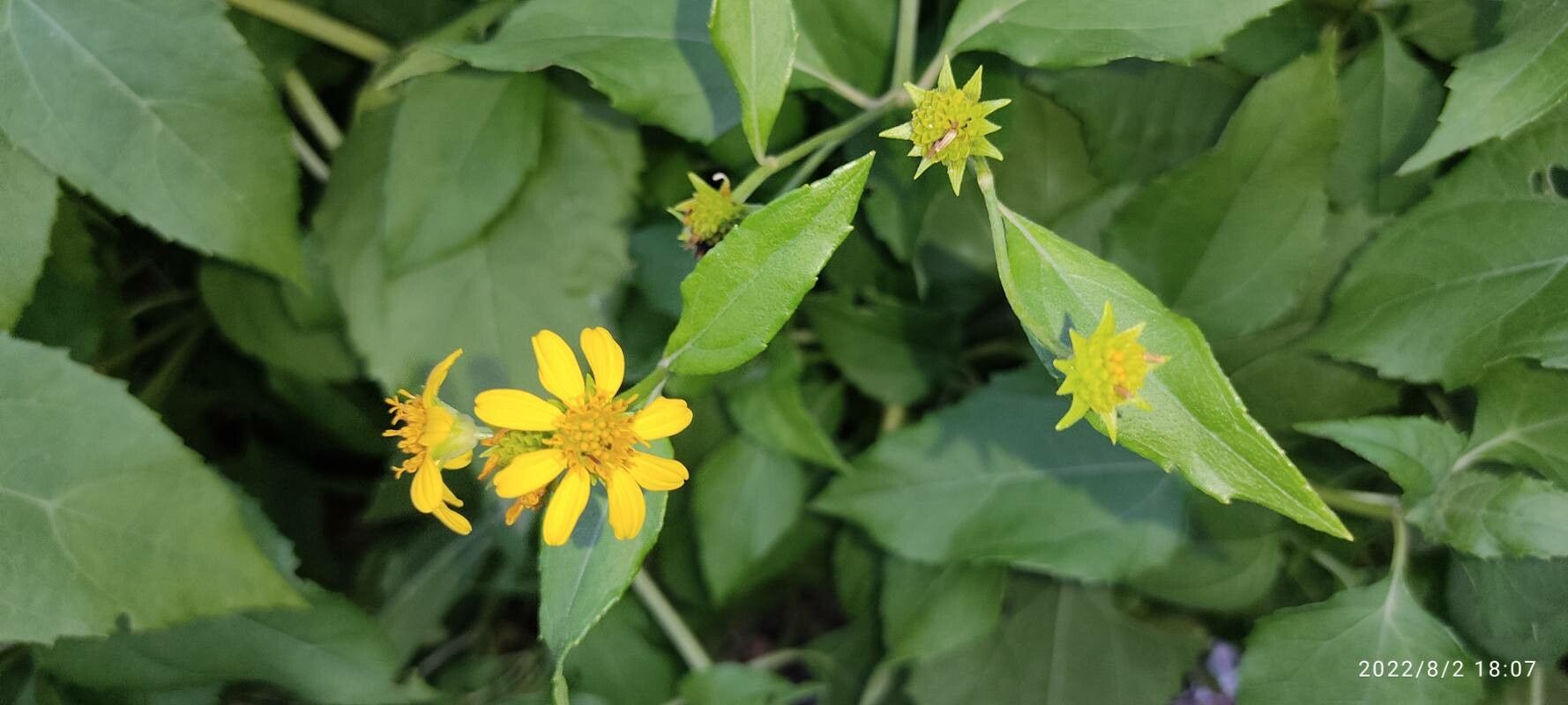 Melanthera biflora flower