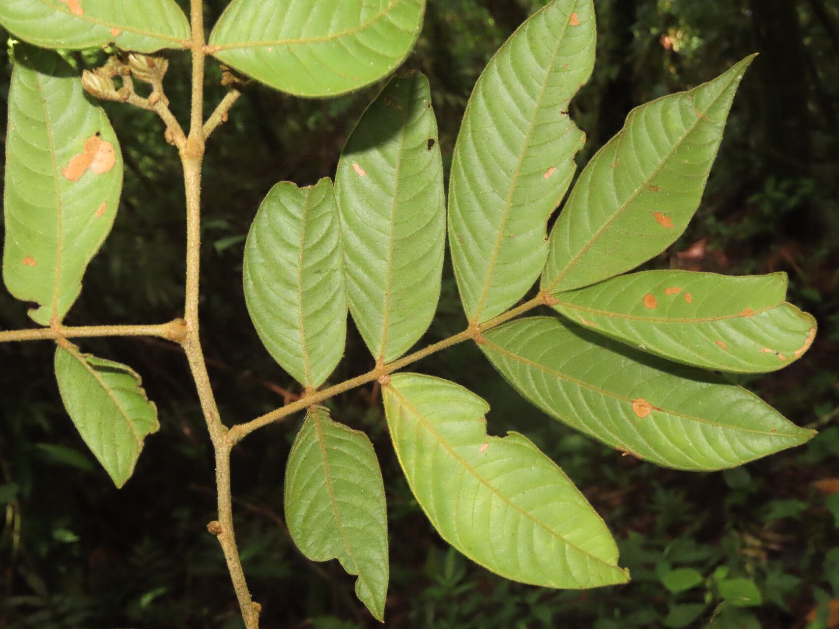 Inga exalata — houseplant care guide