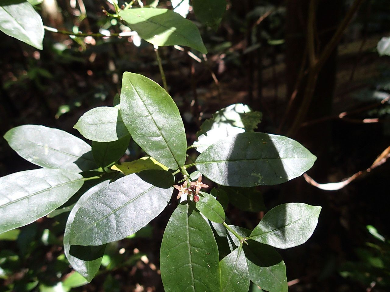 Melicope glaberrima — houseplant care guide