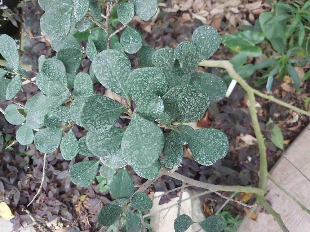 Ficus triangularis — houseplant care guide