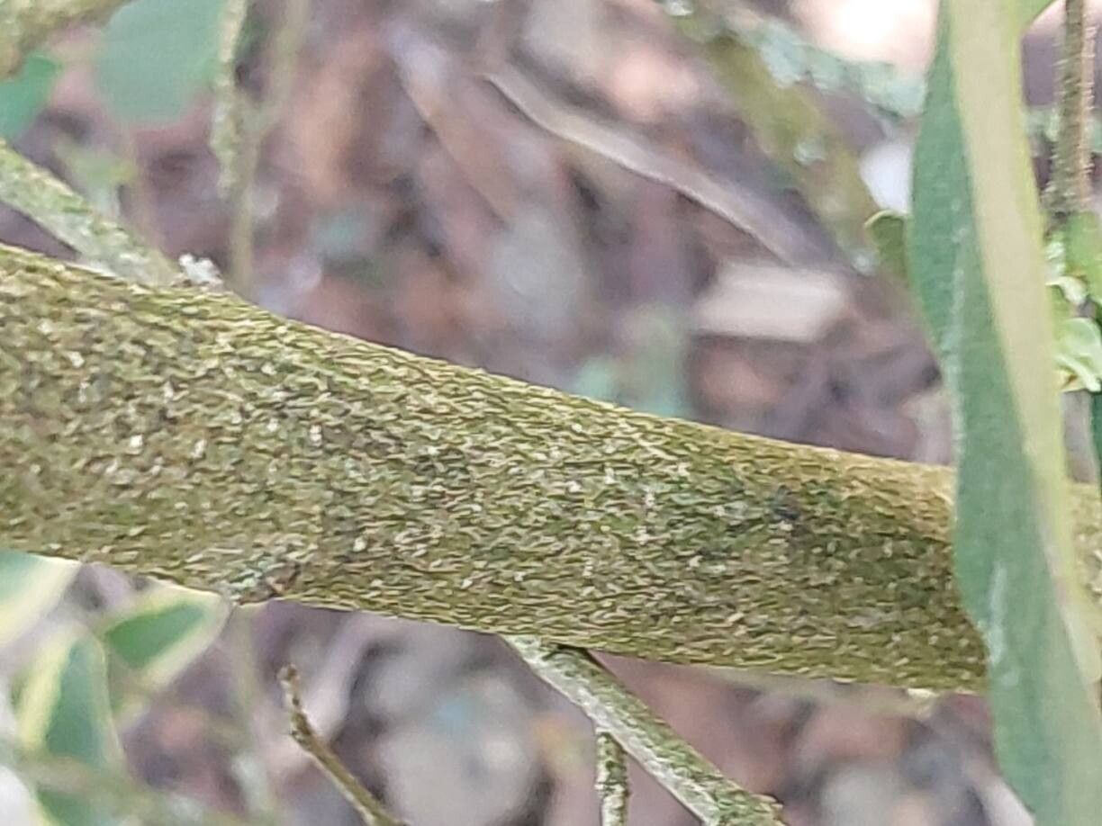 Ligustrum ibota bark