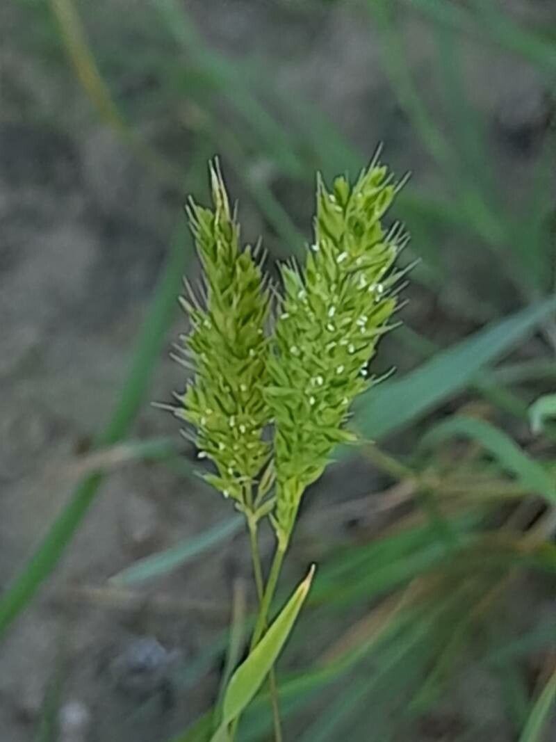 Rostraria smyrnacea flower