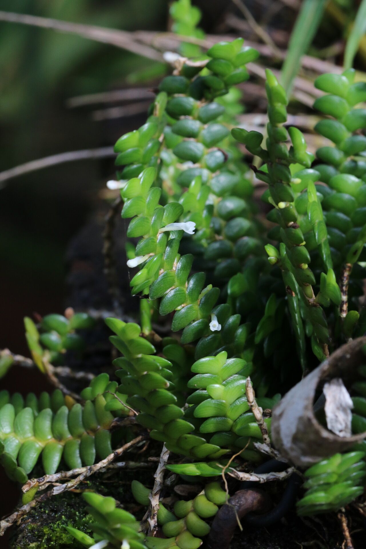 Angraecum bancoense habit