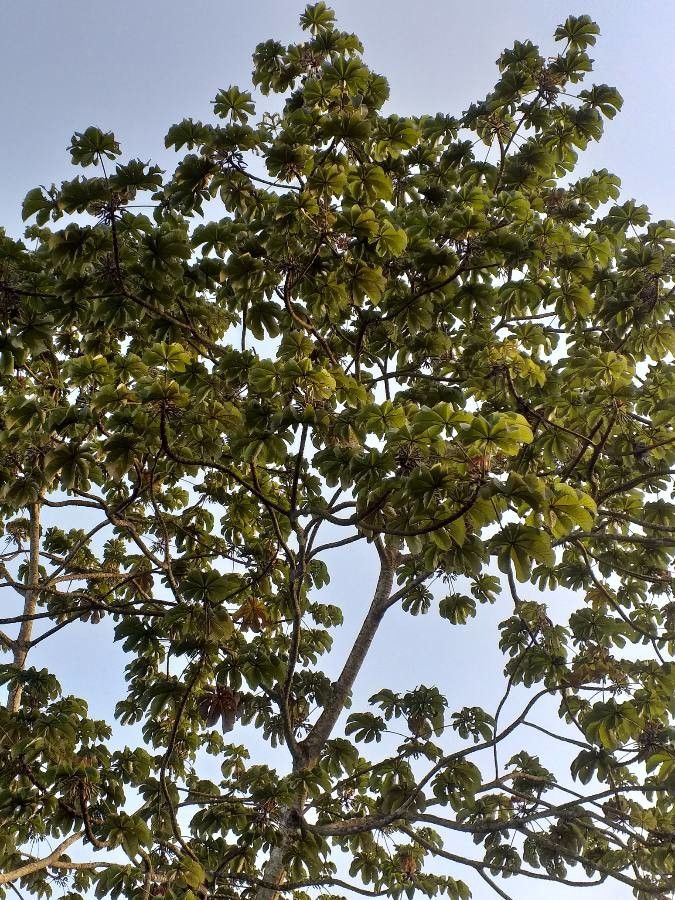 Cecropia peltata — search result for 'Congo'