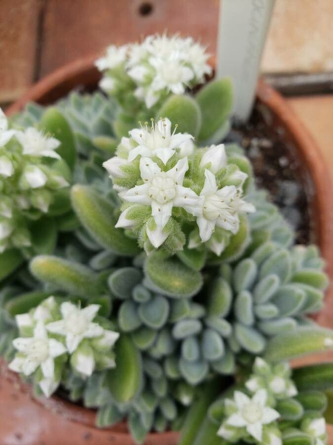 Sedum mocinianum flower