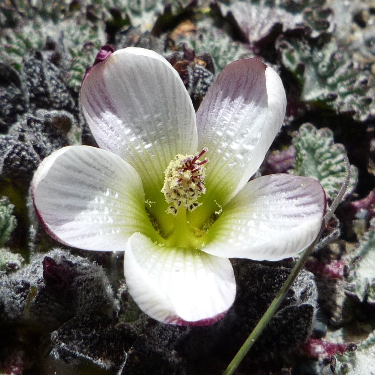 Nototriche obcuneata flower