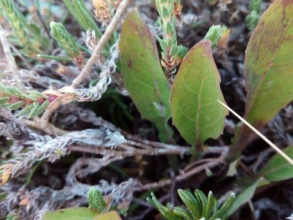Aetheorhiza bulbosa leaf