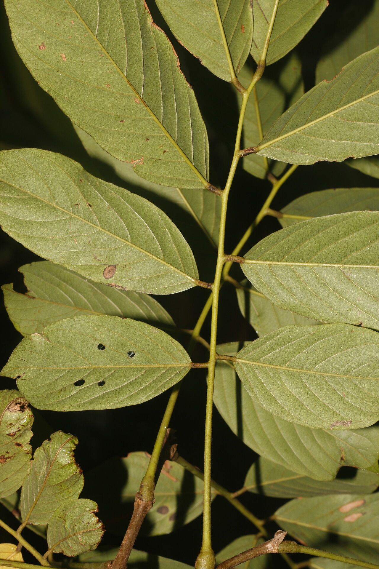 Machaerium floribundum leaf