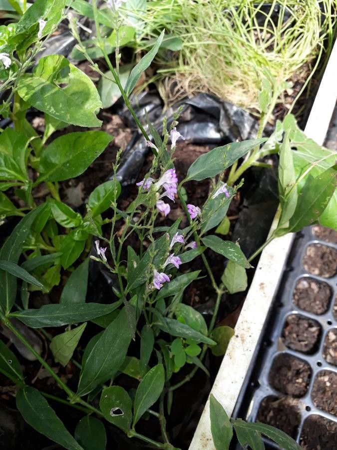 Dianthera pectoralis flower