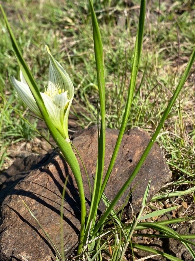 Colchicum striatum — search result for 'Colchicum'