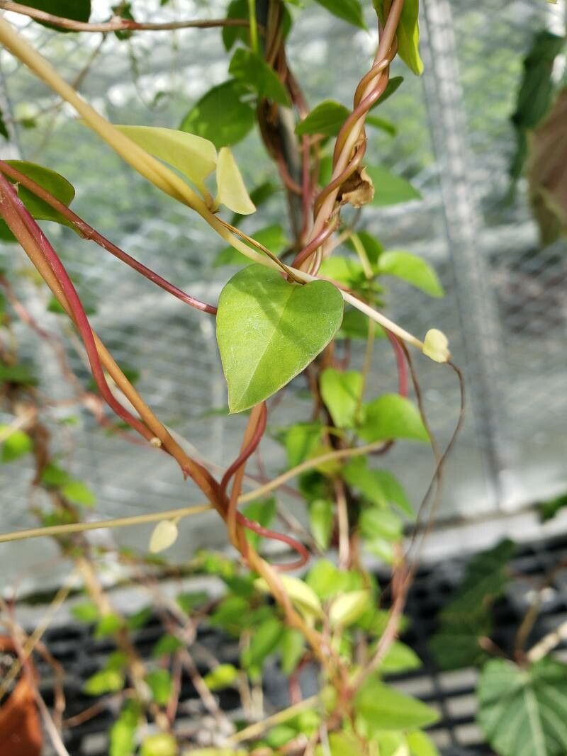 Anredera cordifolia leaf