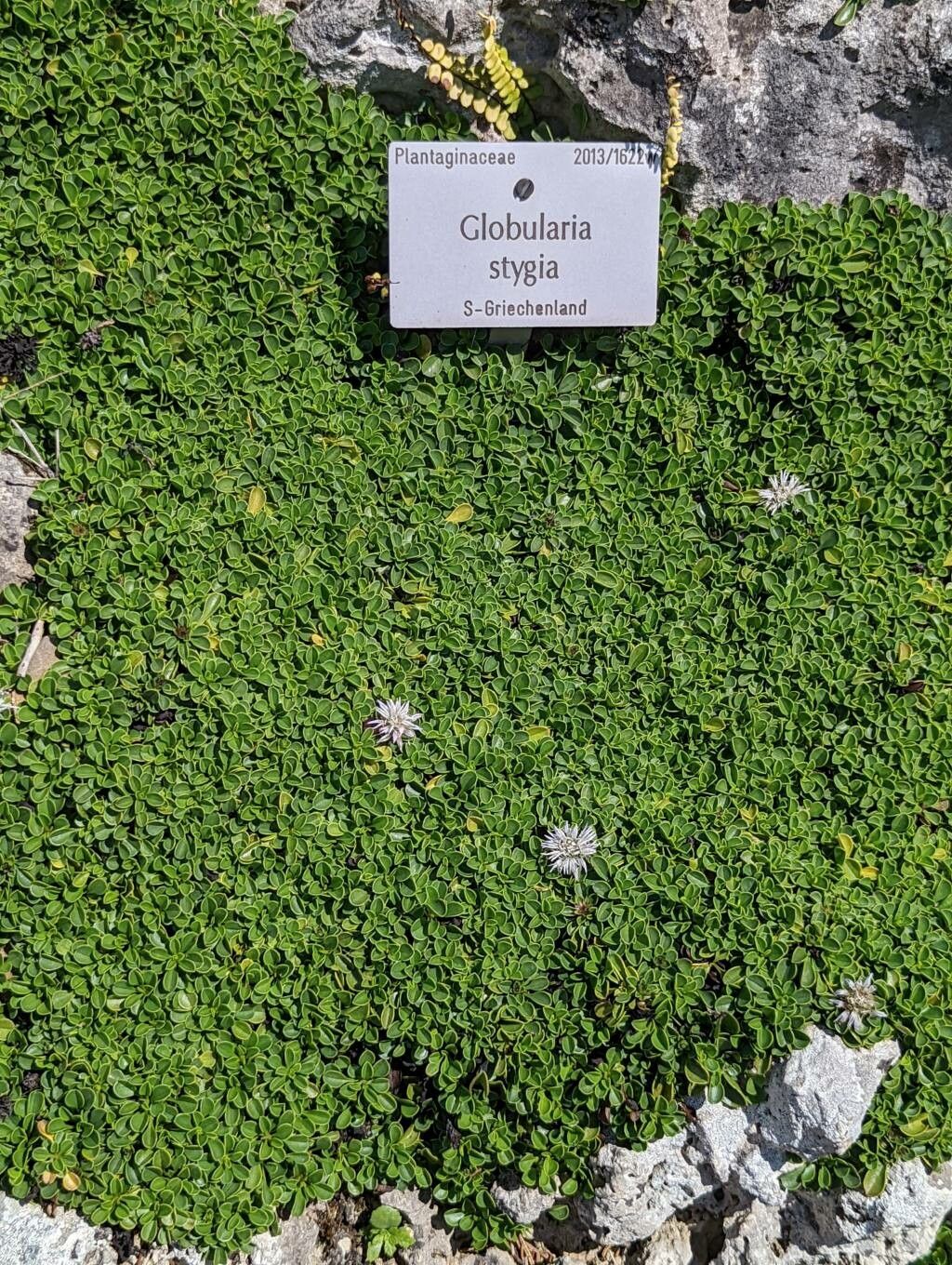 Globularia stygia habit