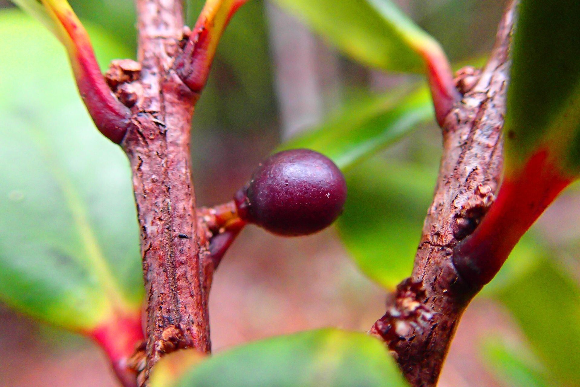 Lasiochlamys planchonellifolia fruit