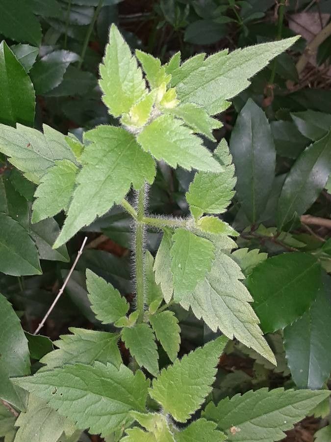 Ageratum corymbosum