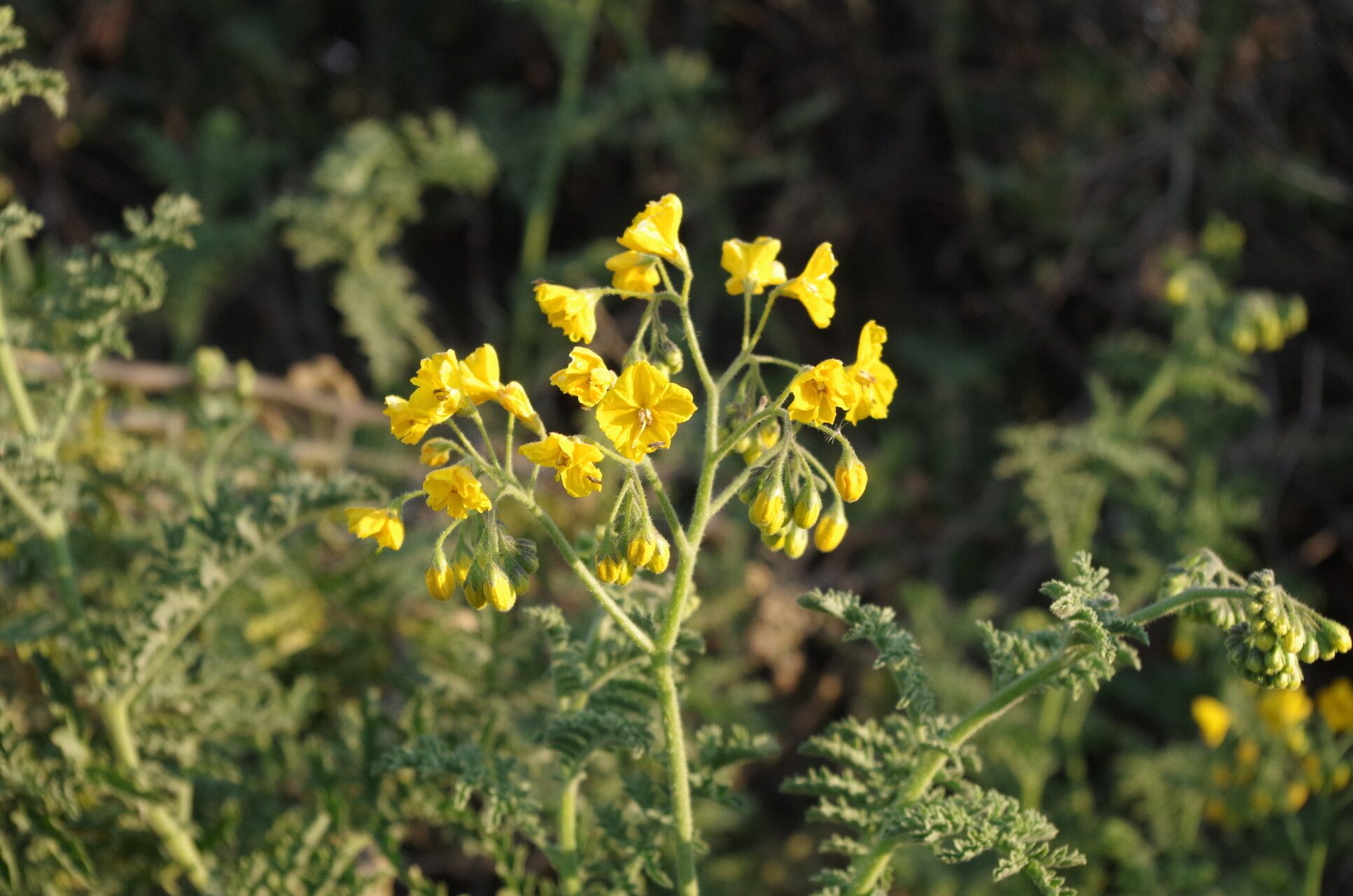 Solanum lycopersicoides — houseplant care guide