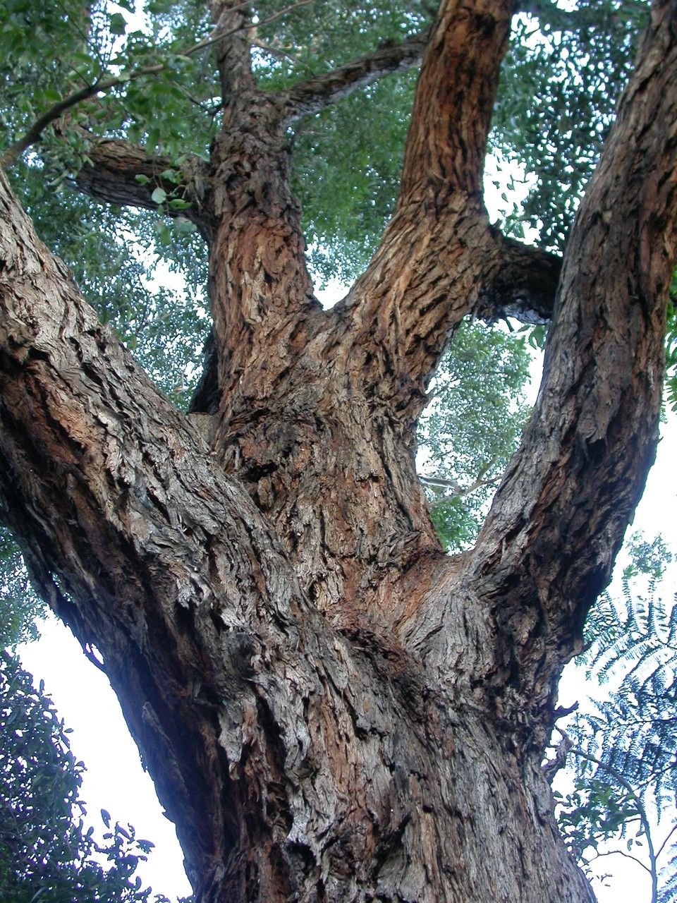 Eucalyptus botryoides bark
