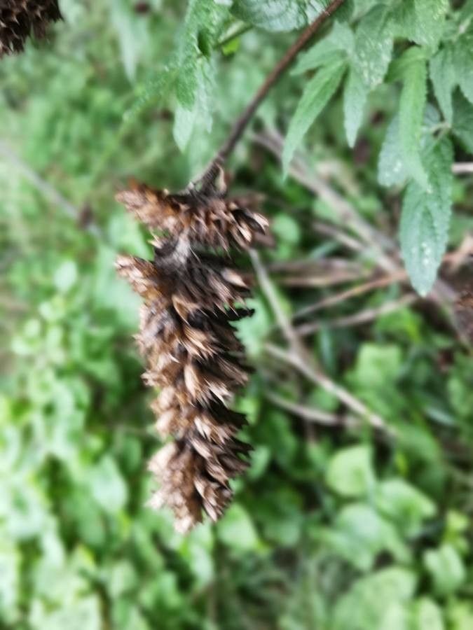 Cedronella canariensis fruit