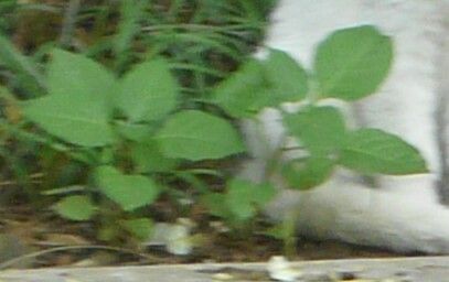 Solanum ptychanthum leaf
