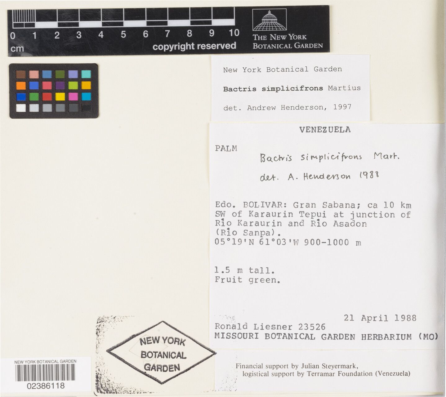 Bactris simplicifrons flower