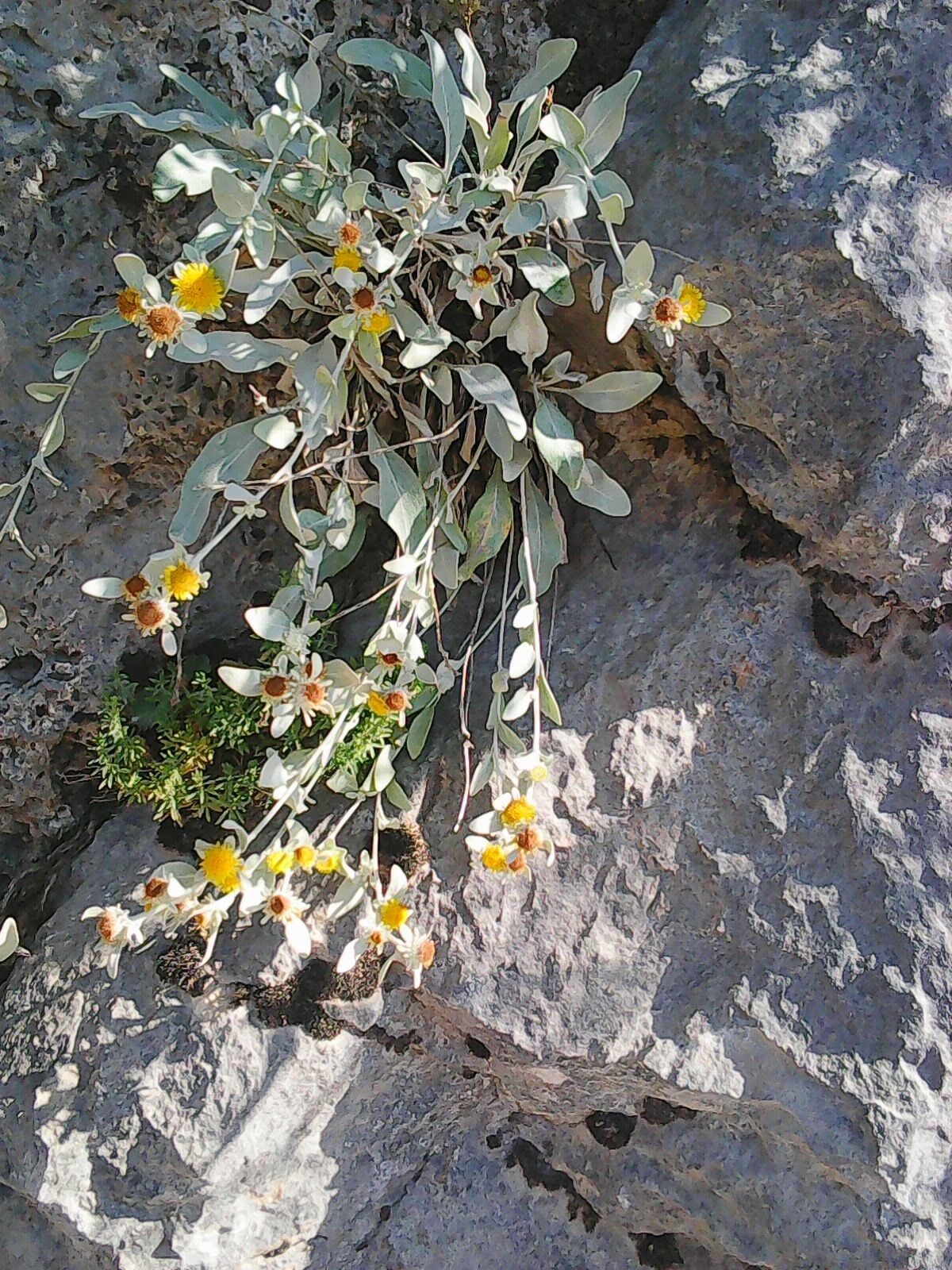 Pentanema verbascifolium flower