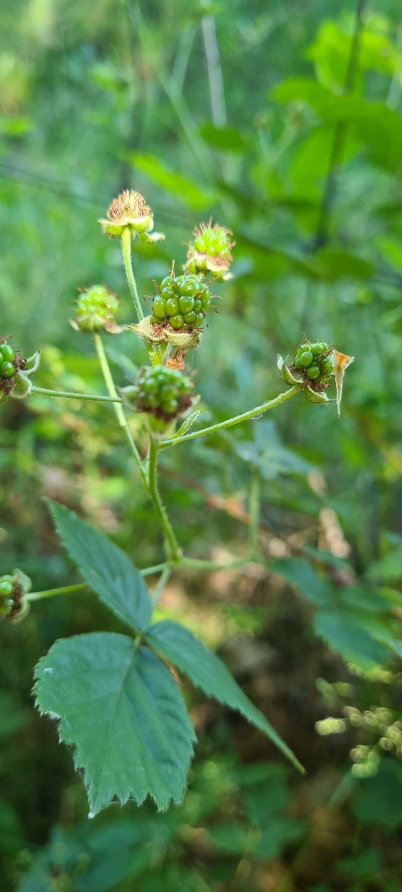 Rubus sulcatus fruit