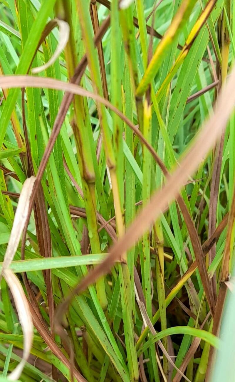 Schizachyrium microstachyum bark