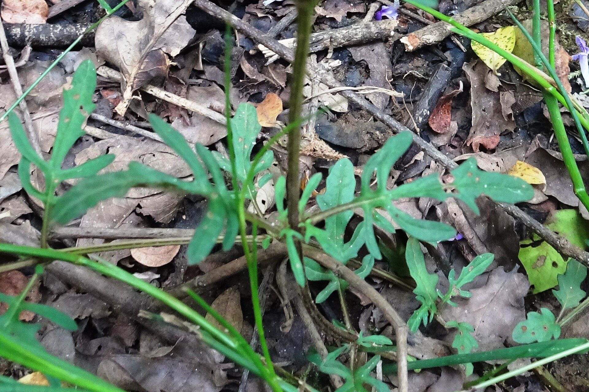 Prunella × intermedia leaf