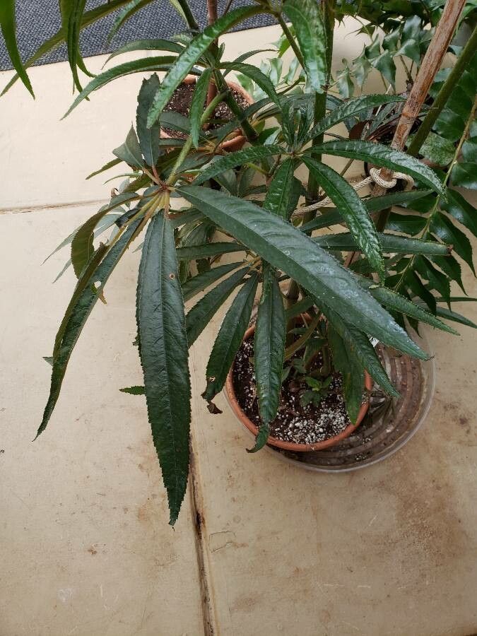 Begonia luxurians habit