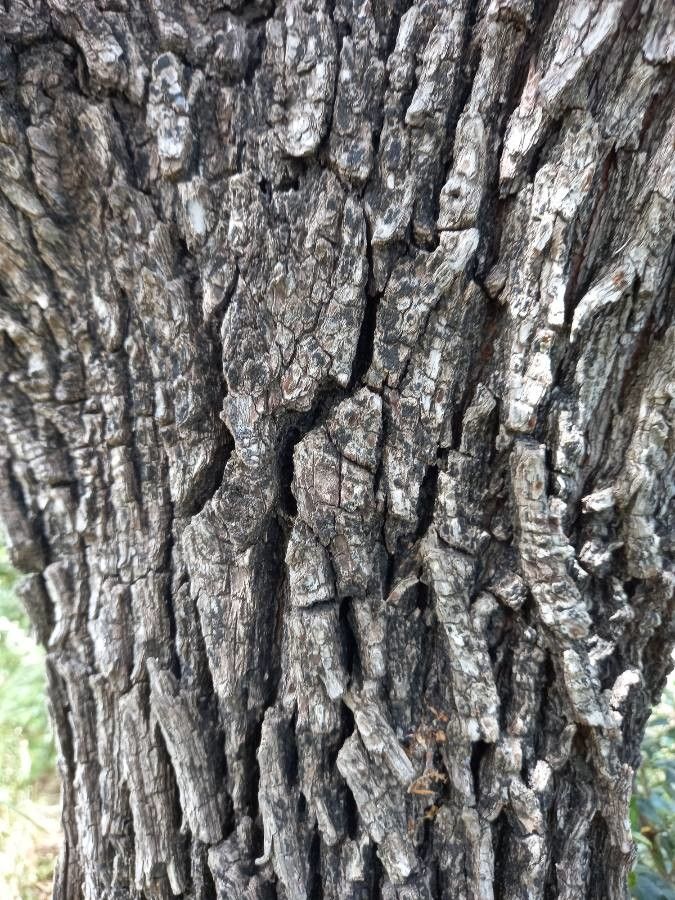 Crataegus aronia bark