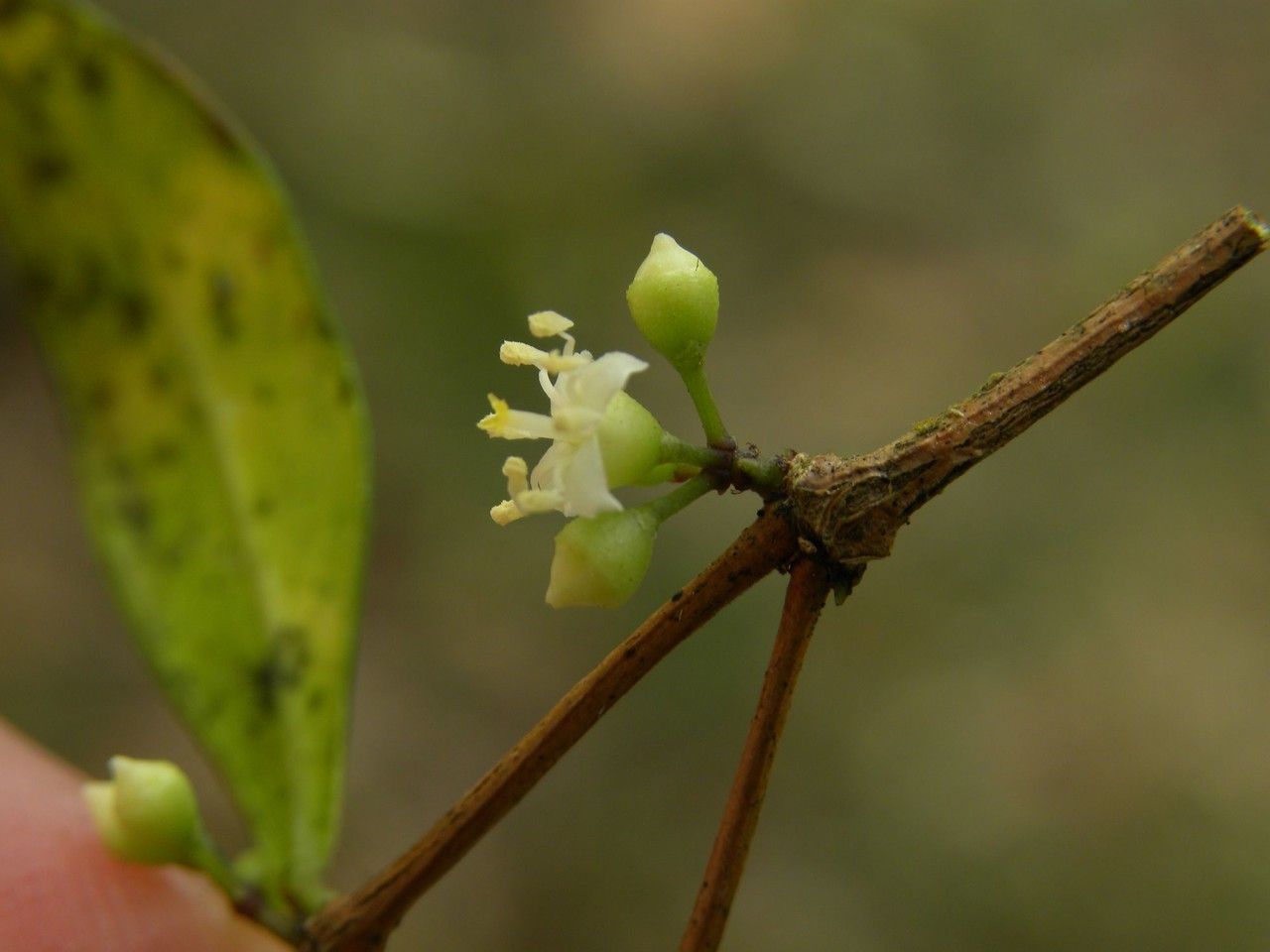 Memecylon confusum flower