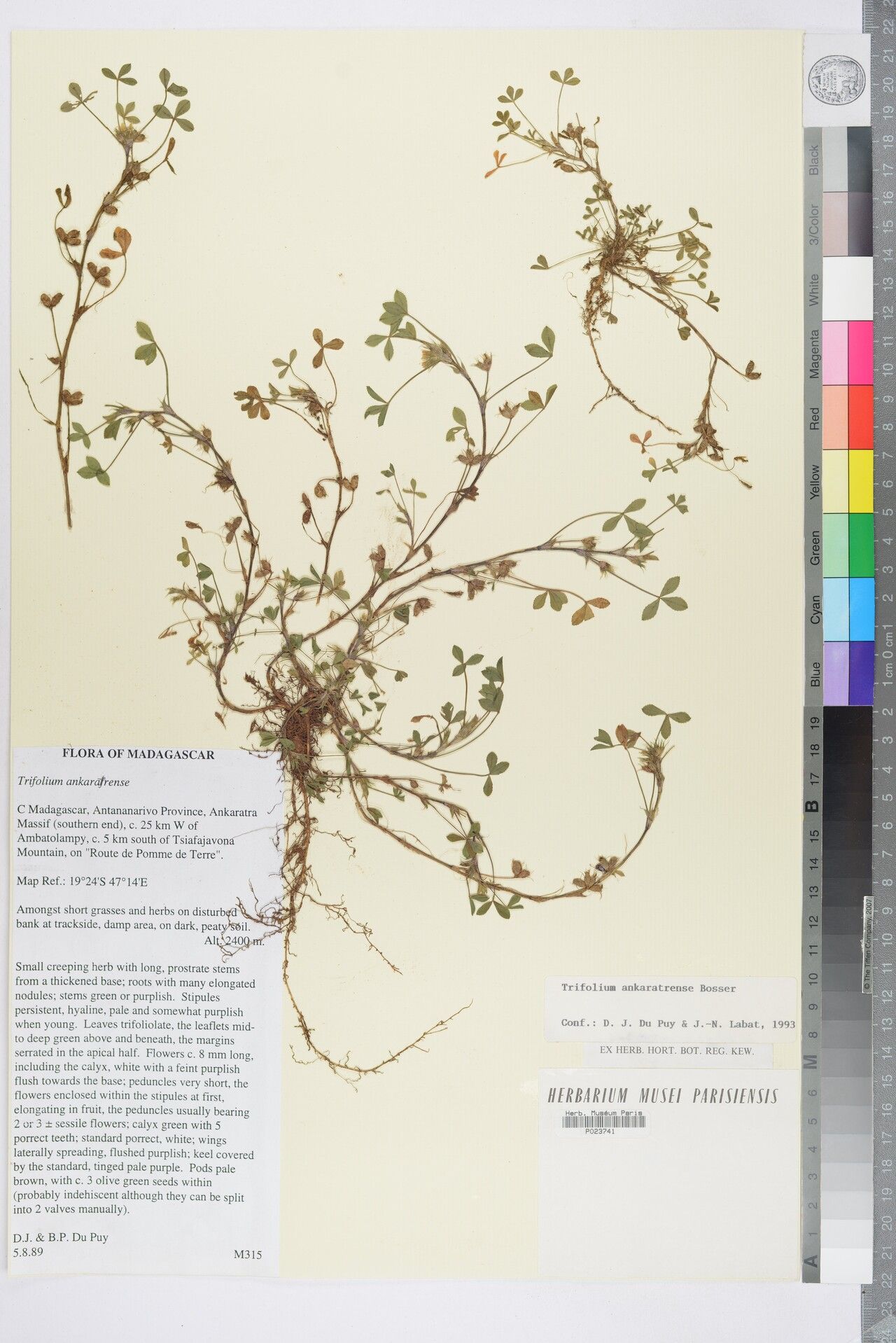 Trifolium ankaratrense — houseplant care guide