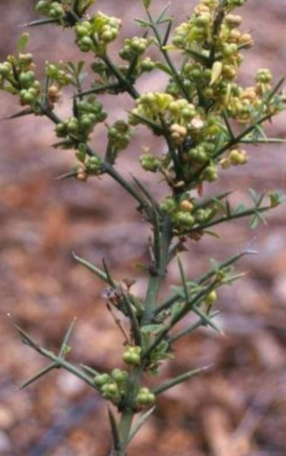 Discaria pubescens fruit
