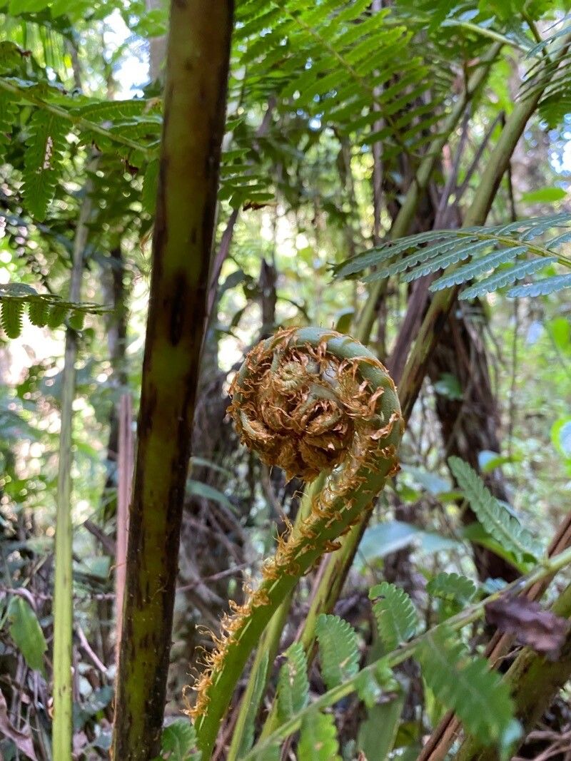 Alsophila celsa bark